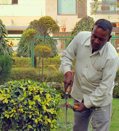 Gardening & Plant Care service